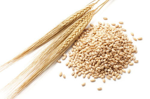 three barley stalks and a pile of barley grains