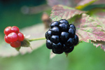 two blackberries growing, one fully ripe and one still red