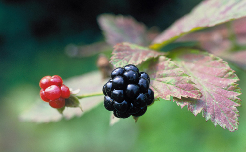 two blackberries growing, one fully ripe and one still red