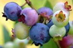 nine blueberries at different stages of ripeness