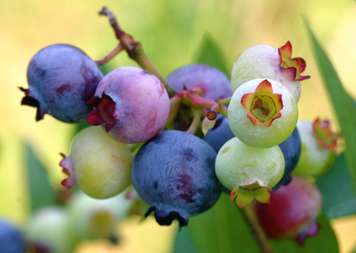 nine blueberries at different stages of ripeness