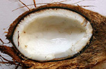 two coconut halves still in their husks