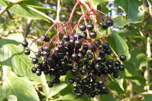 cluster of elderberries growing in a tree