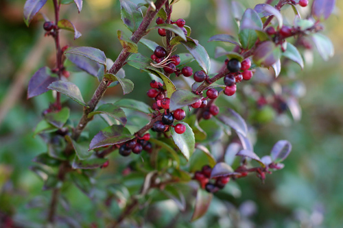 clusters of huckleberries growing in a shrub