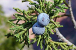 two juniper berries growing on a branch