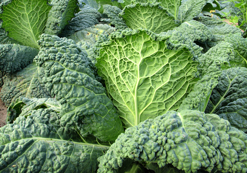 large kale leaves close Up