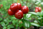 clusters of bright red lingonberries growing on a shrub