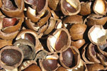 pile of macadamia nuts and shells