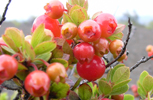 cluster of ohelo berries growing on a shrub