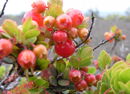 ohelo berries growing on a shrub