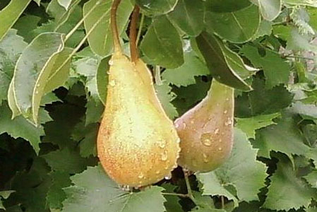 two pears growing in a tree?