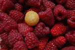 pile of raw red raspberries and one raw yellow raspberry