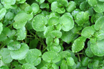 watercress with dew drops up close